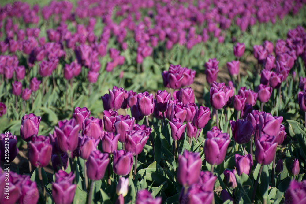Close up view of a Purple Tulips in a Farm in Trevelin, Patagonia, Argentina