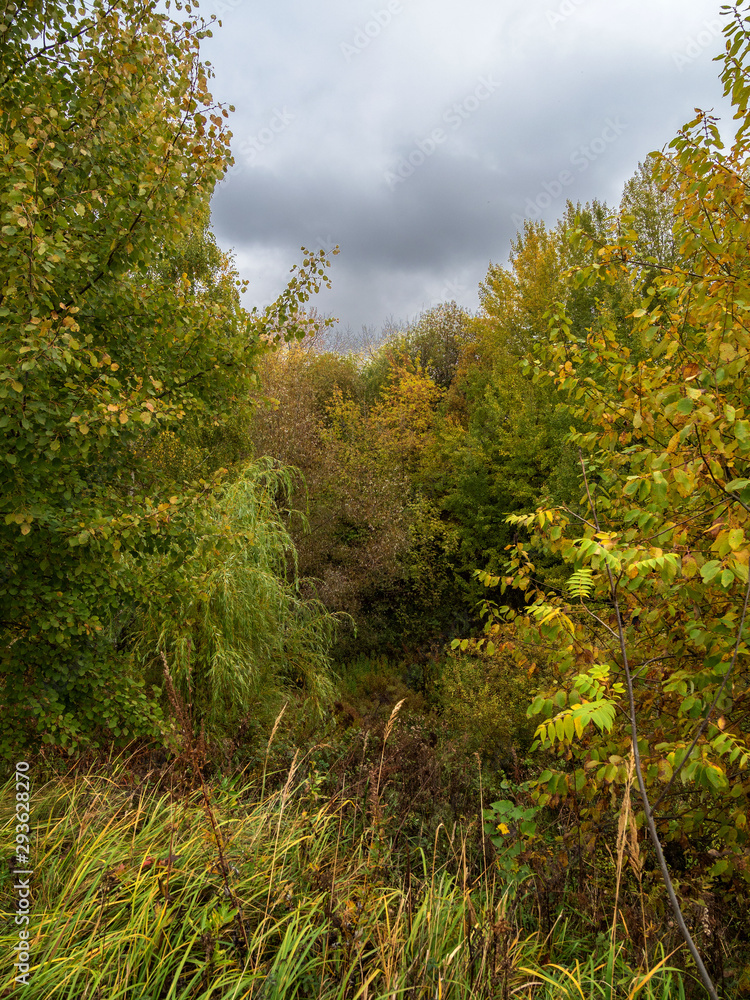 Autumn, trees.