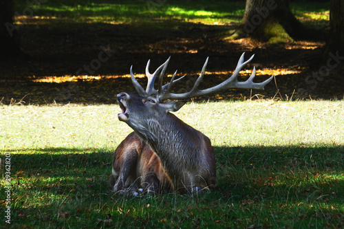 Fototapeta Naklejka Na Ścianę i Meble -  Jeleń Szlachetny 