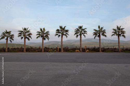 Palm tree line have landscape view mountain © pumppump