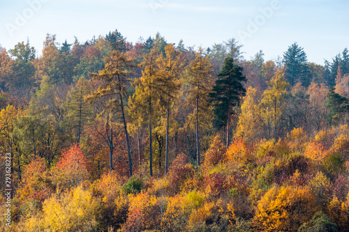 beautiful woodland in autumn time in Germany