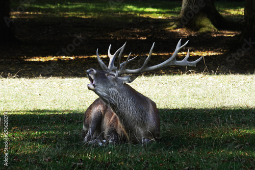 Fototapeta Naklejka Na Ścianę i Meble -  Jeleń Szlachetny 
