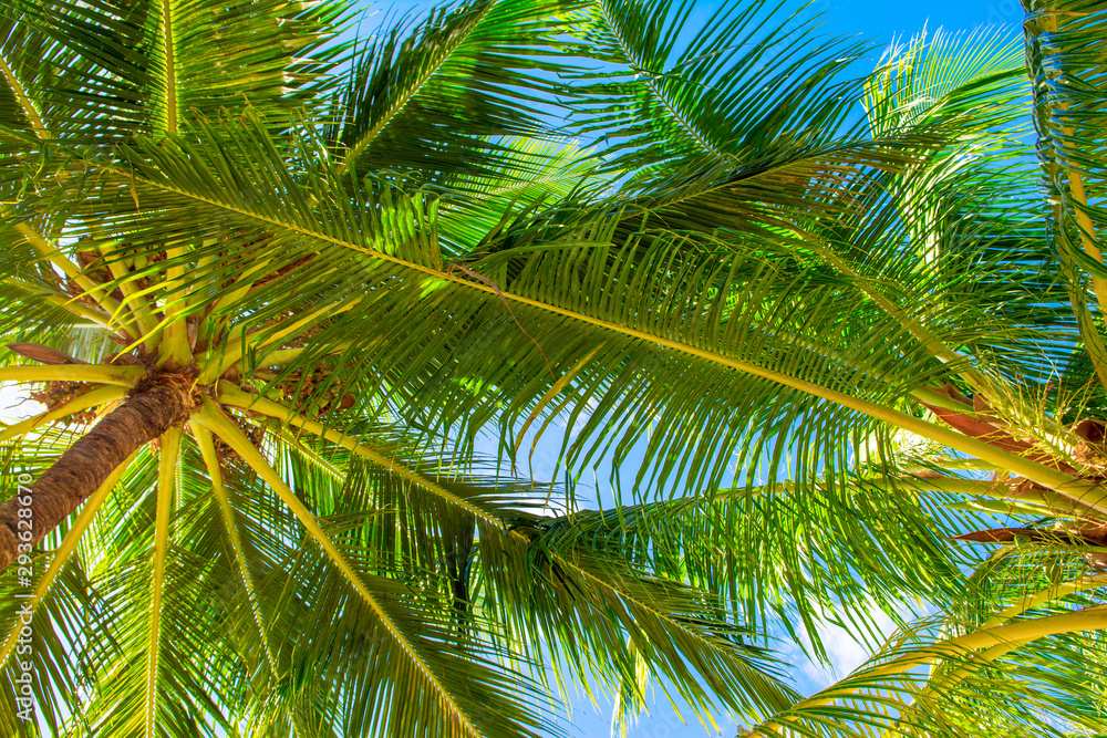 Tropical palm tree