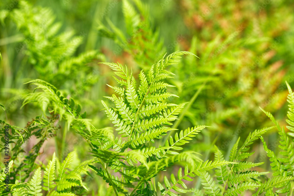 Bright green leaves of a fern as background