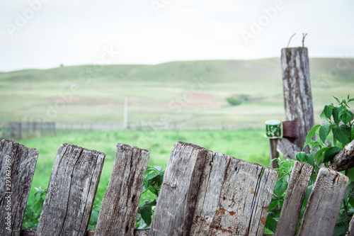 old wooden fence. Vintage grunge wooden fence, which is overgrown with greenery