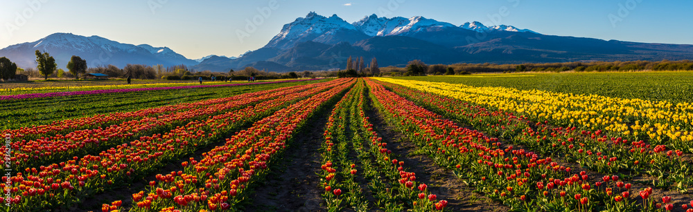 Scene view of field of tulips against clear sky in Trevelin, Chubut, Patagonia, Argentina
