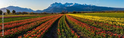 Scene view of field of tulips against clear sky in Trevelin, Chubut, Patagonia, Argentina