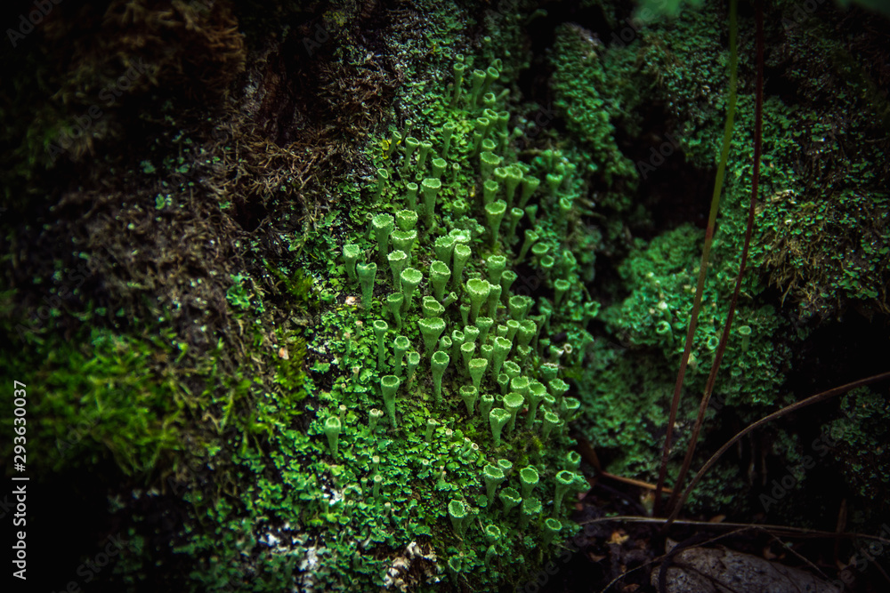 Macro closeup cyan lichen in green moss. Shallow focus