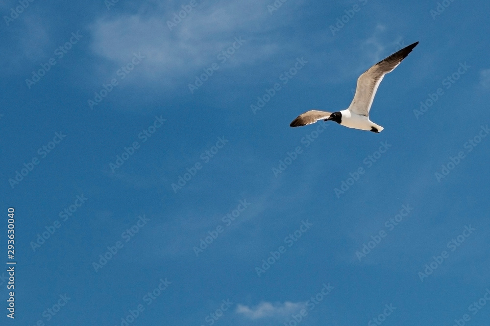 Black and white common tern flying above beach with blue sky Black and white common tern flying above beach with blue sky
