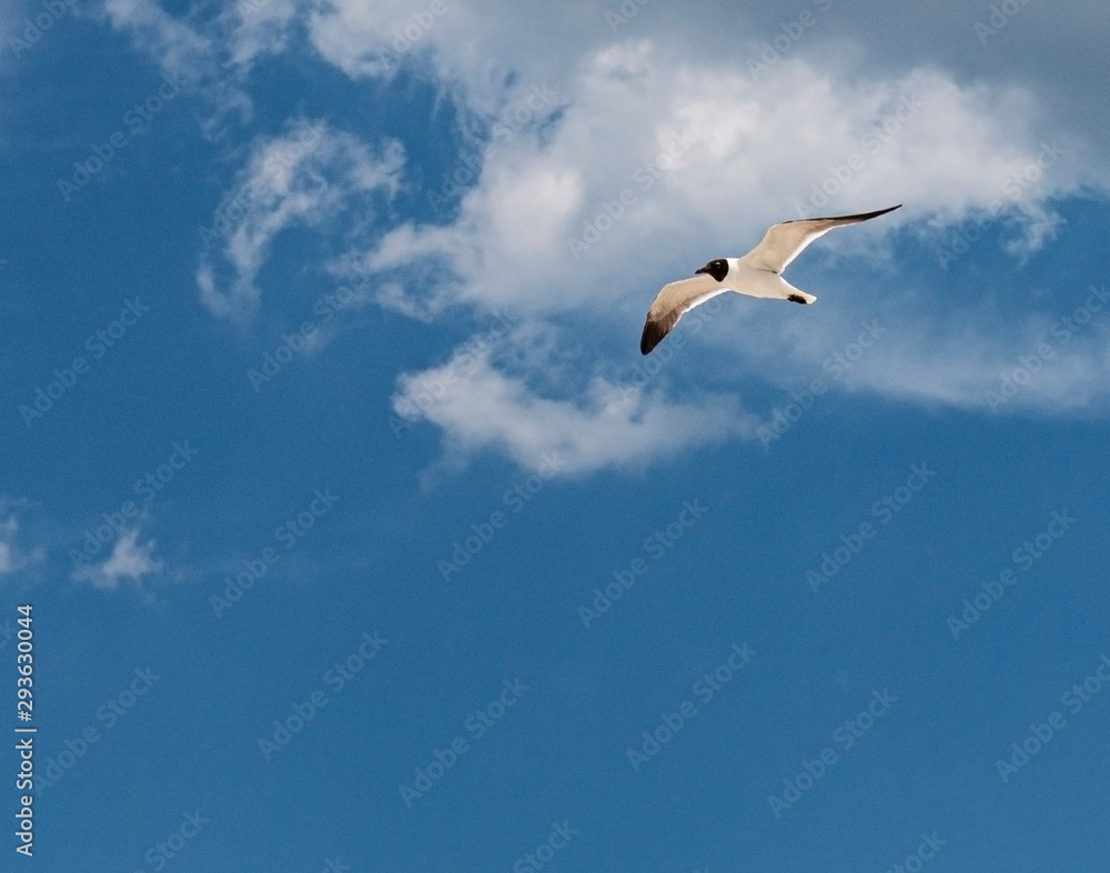 Common Tern bird flying with blue scky and small clouds above Common Tern bird flying with blue scky and small clouds above