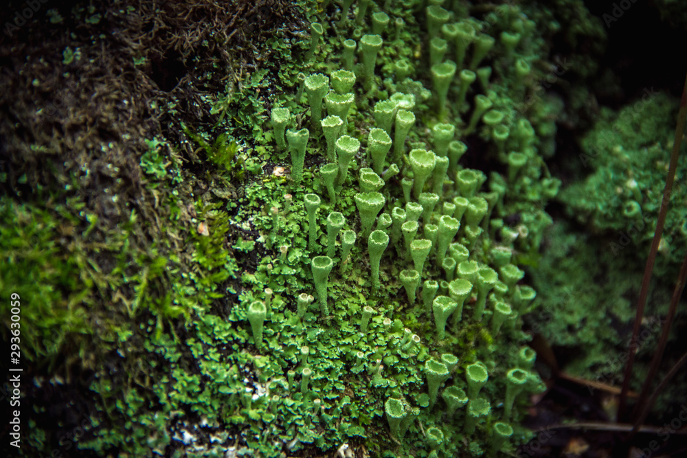 Macro closeup cyan lichen in green moss. Shallow focus - obrazy, fototapety, plakaty 