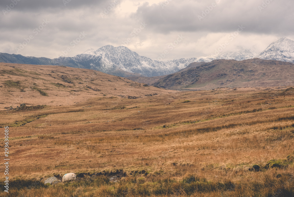 Grassland and mountain range in Scotland Grassland and mountain range in Scotland