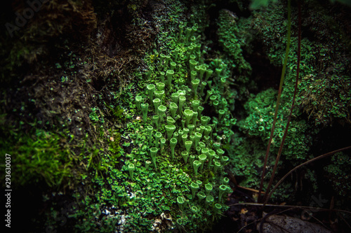 Macro closeup cyan lichen in green moss. Shallow focus © GMars