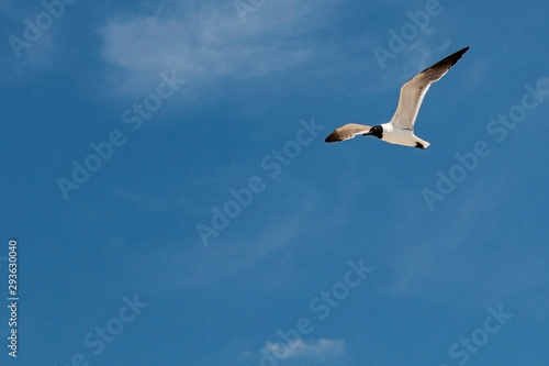 Black and white common tern flying above beach with blue sky