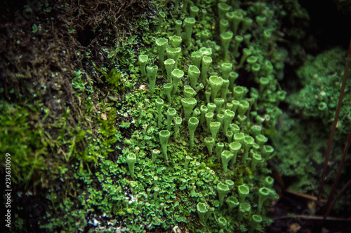 Fototapeta Naklejka Na Ścianę i Meble -  Macro closeup cyan lichen in green moss. Shallow focus