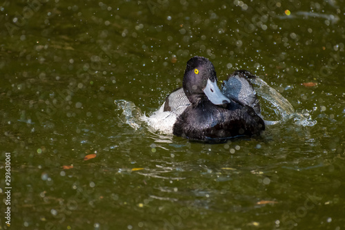 duck in the water © Radu