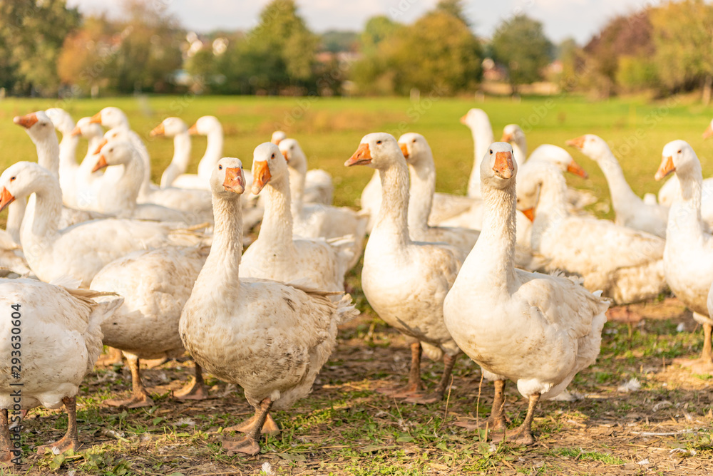Obraz premium Many white fattening geese on a meadow