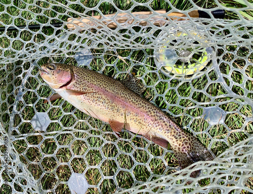 Trout in a Net Flyfishing photo