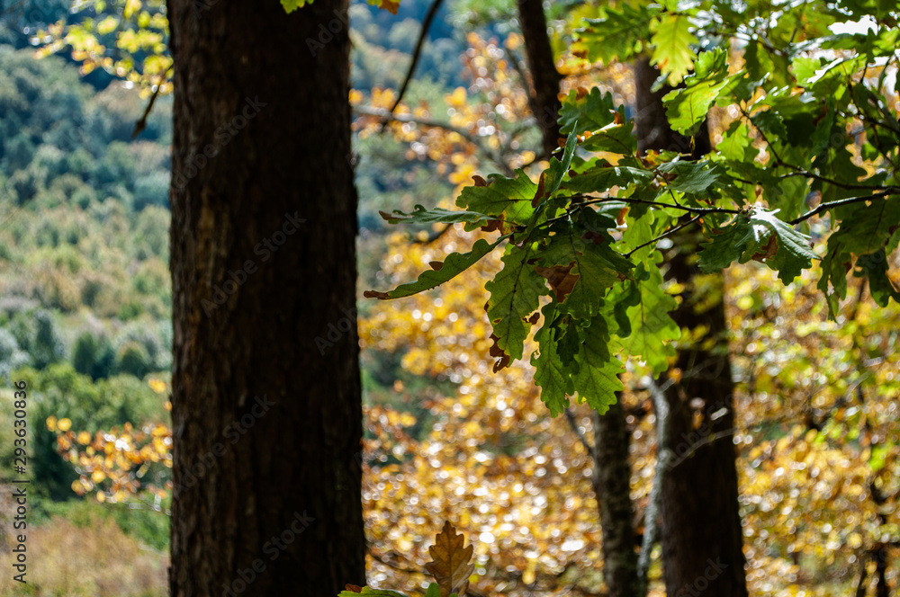 Natural Caucasian mountains forest flora at autumn time