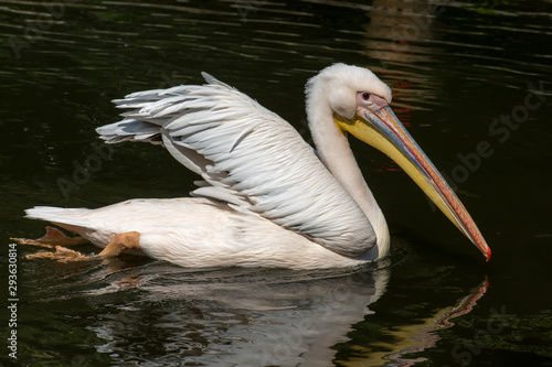 playful cute pelican on the lake