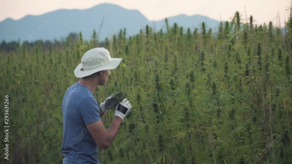 4k Resolution wide video of a professional young male researcher working in a hemp field, checking plants and doing a quality control 4k Resolution wide video of a professional young male researcher working in a hemp field, checking plants and doing a quality control