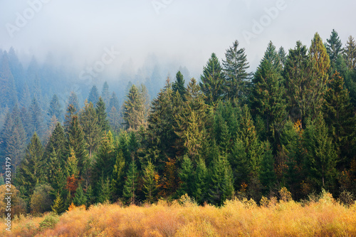 spruce forest in misty autumn weather. beautiful nature scenery on a sunny morning