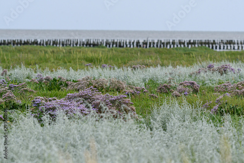 Strandflieder auf der Salzwiese am Wattenmeer photo