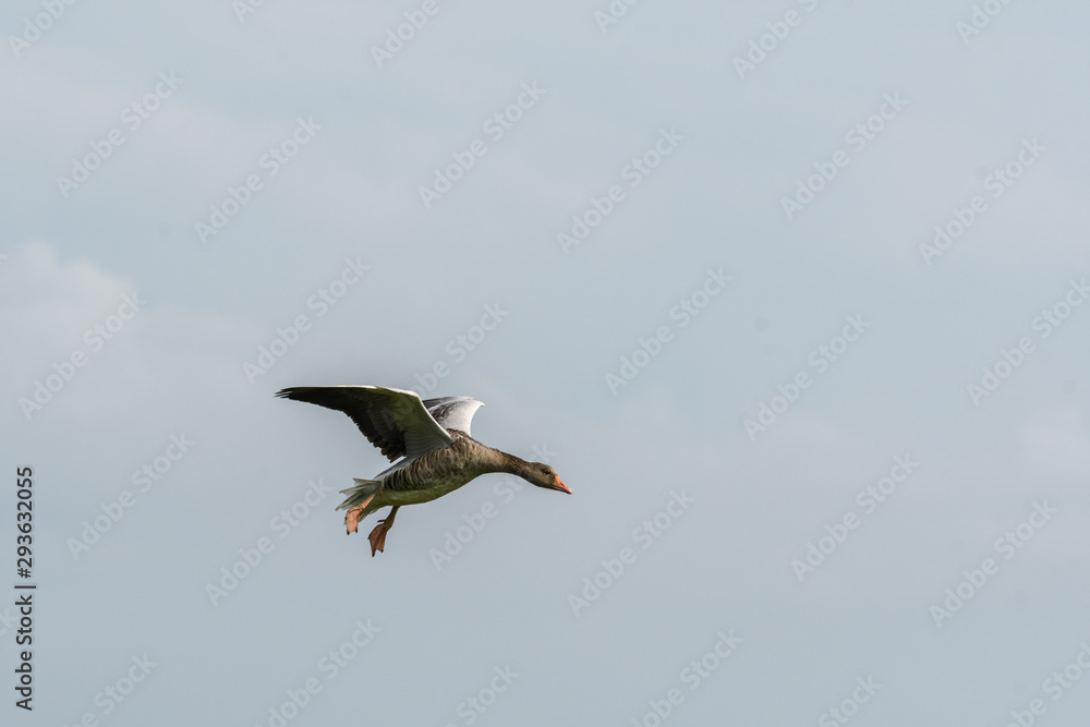 Obraz premium Wilde Graugänse im Flug im Wattenmeer