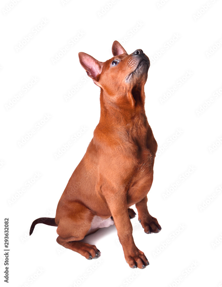 Sitting Thai Ridgeback puppy Sitting Thai Ridgeback puppy