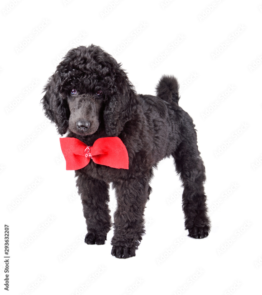 Two months old puppy of black poodle Two months old puppy of black poodle