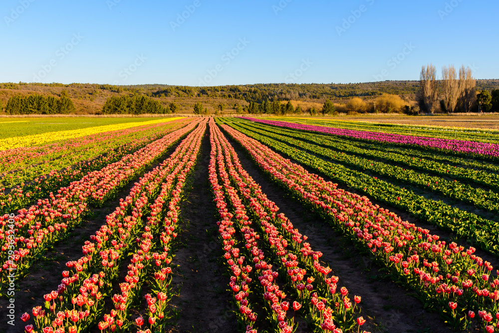 Scene view of field of tulips against clear sky in Trevelin, Patagonia, Argentina