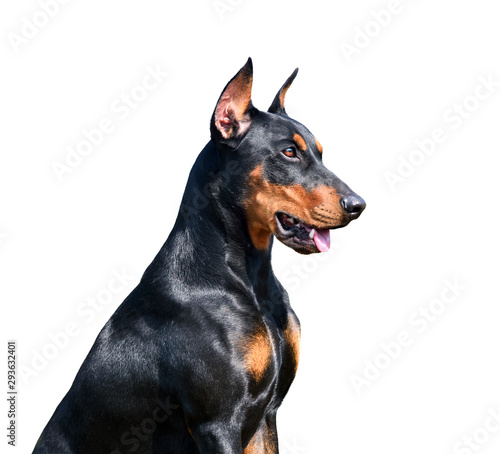 Принти на полотні Portrait of German Pinscher