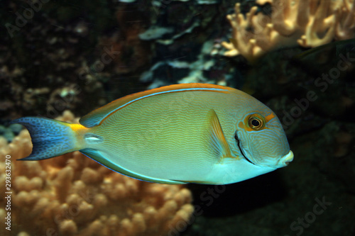 Augenstreifen-Doktorfisch (Acanthurus dussumieri) Indopazifik photo