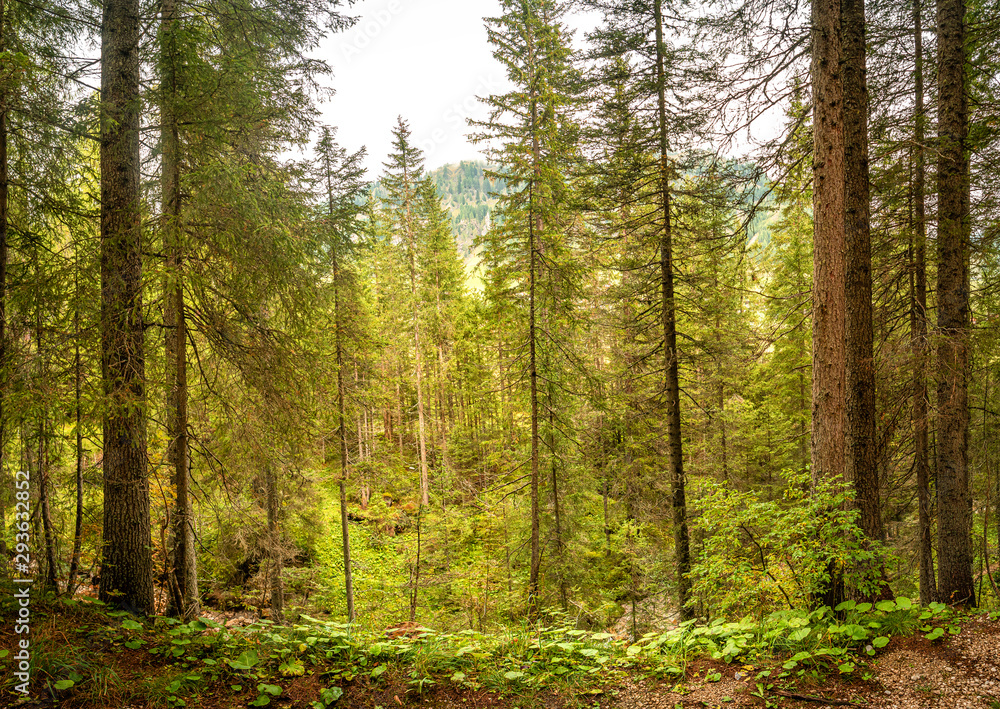 Obraz premium Magical forest in Dolomites at Autumn, South Tyrol, Italy