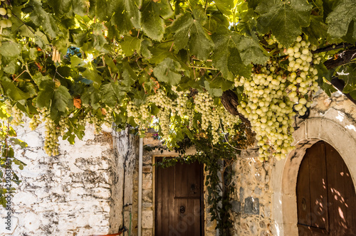 Vigne of white grapes suspended on a pergola