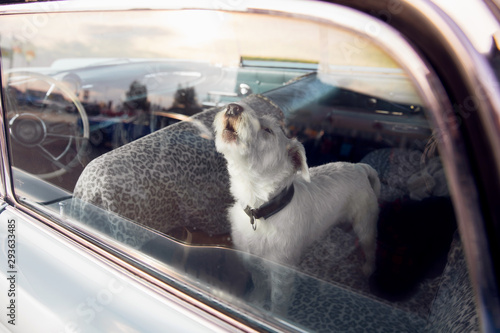 Obraz na płótnie Dog alone is locked in car on heat hot day, howls and whines, asks for water on