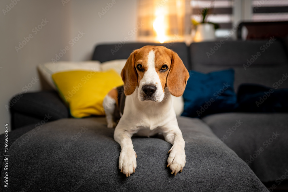 Beagle sofa online