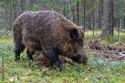 Foto Wild boar