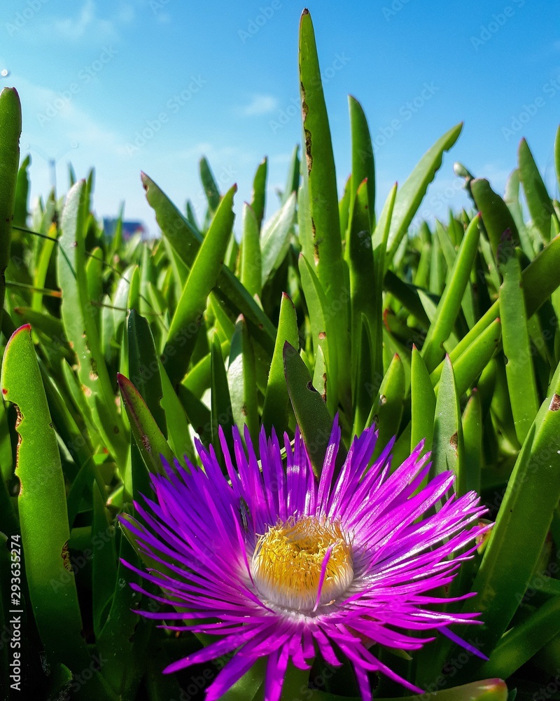 Fototapeta premium Color flower