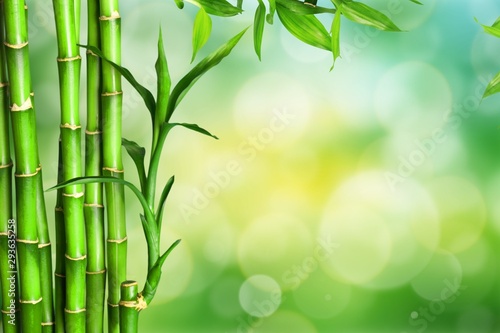 Fototapeta Naklejka Na Ścianę i Meble -  Many bamboo stalks on green background
