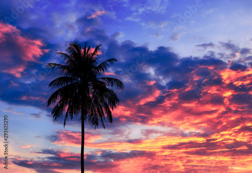 coconut tree silhouette and sky dark color sunset beautiful in twilight time background