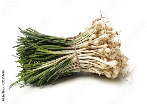 Allium macrostemon Bunge on white background photo