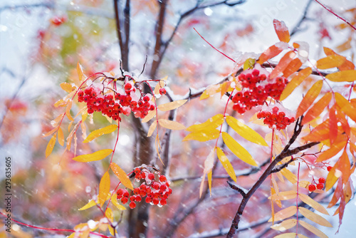 Bunches of red rowan covered by the first snow. Red rowan berries with yellow leaves in the snow.