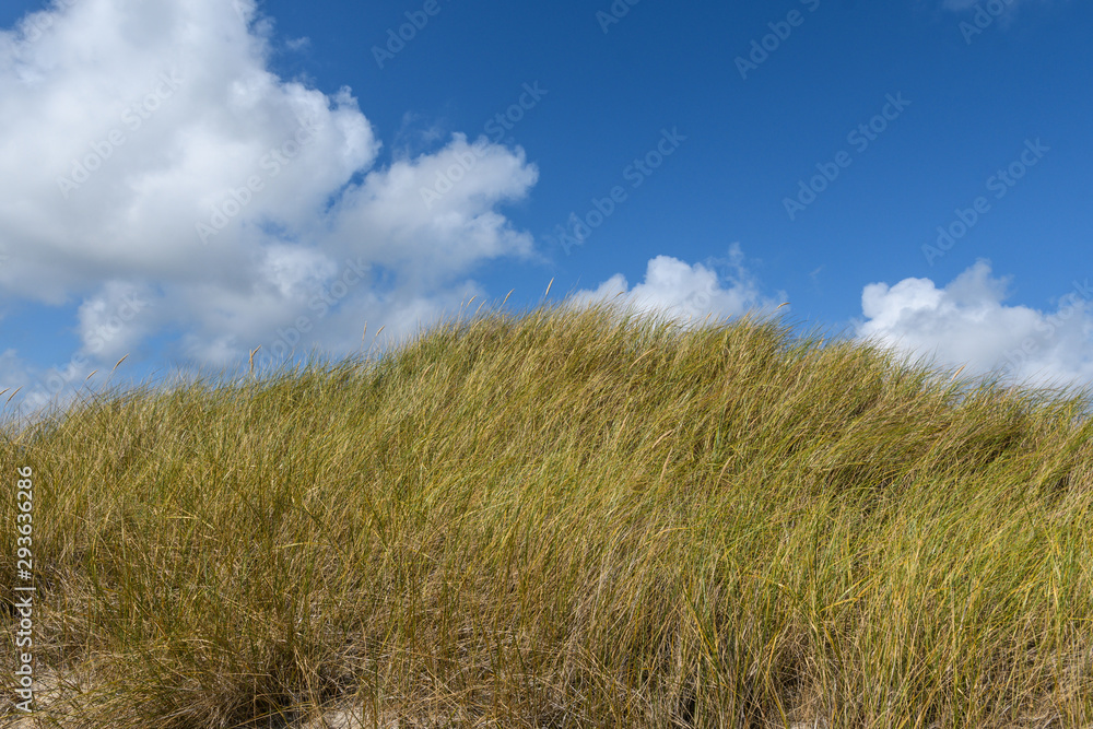 Strandhafer auf der Kuppe der Düne vor Himmel und Wolken auf Amrum Strandhafer auf der Kuppe der Düne vor Himmel und Wolken auf Amrum