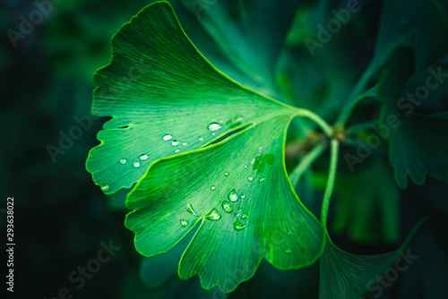 Leaves of Ginkgo Biloba with rain drops