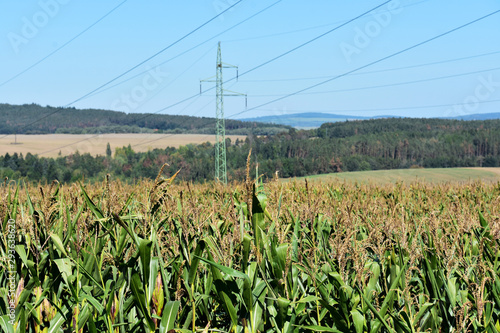 High Voltage Power Line in a Corn field