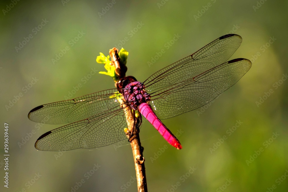 Red dragonfly Red dragonfly