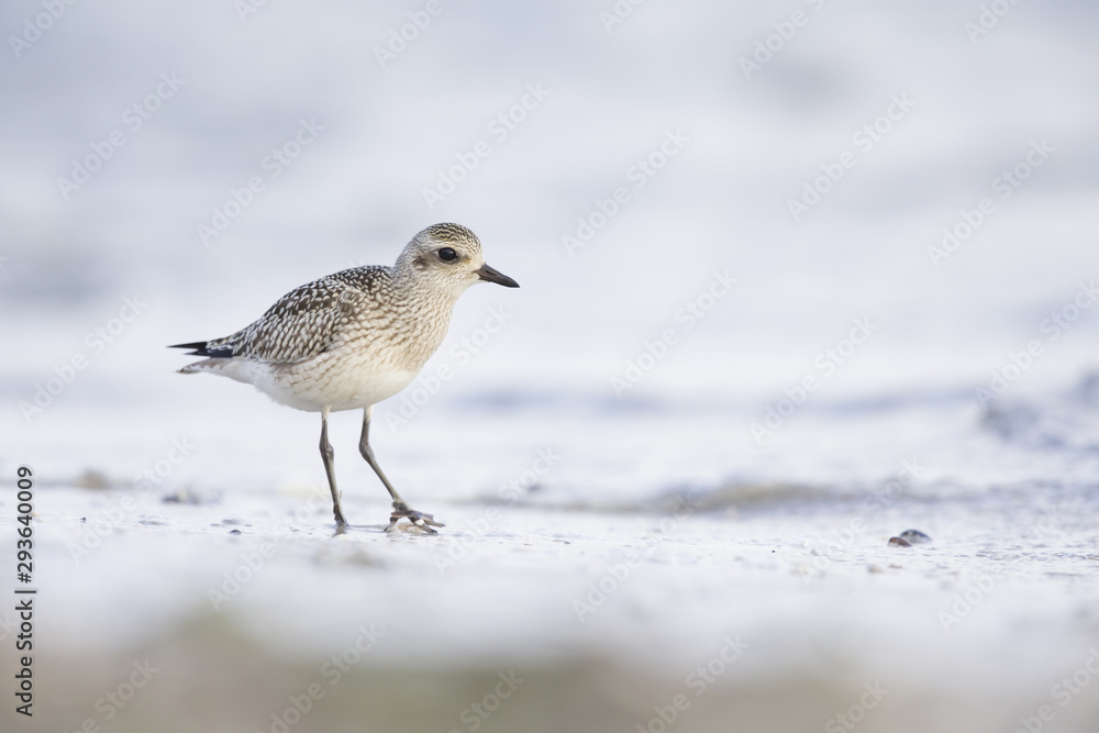 A juvenile grey plover (Pluvialis squatarola) resting and foraging during migration on the beach of Usedom Germany A juvenile grey plover (Pluvialis squatarola) resting and foraging during migration on the beach of Usedom Germany