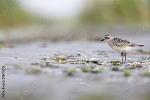A juvenile grey plover (Pluvialis squatarola) resting and foraging during migration on the beach of Usedom Germany