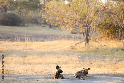 pack of wild dogs hunting in the African bush in the bush. wild dogs prepare an attack in Botswana. portrait of a pack of wild dogs. Animal species in danger of extinction